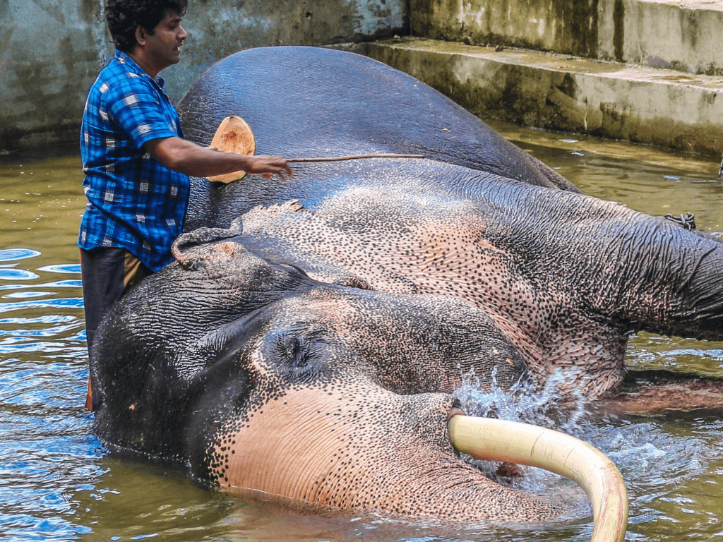 4Nights 5Days Sri Lanka Tour Package – Cultural Beauty & Tropical Bliss — high-quality image.