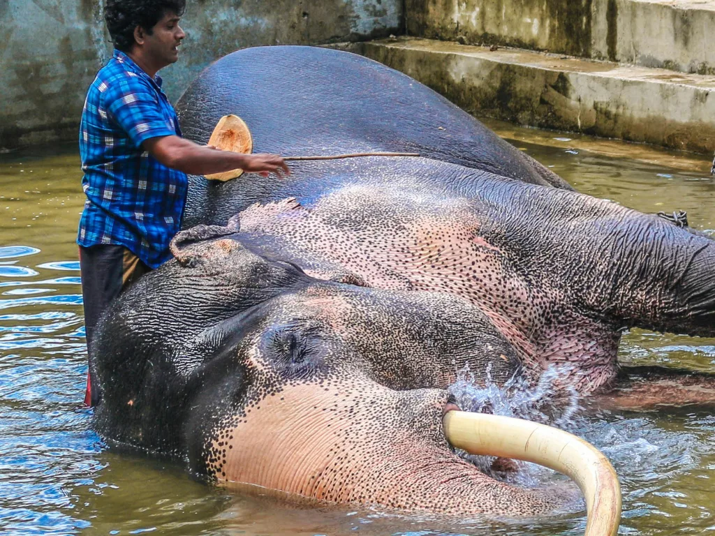 4Nights 5Days Sri Lanka Tour Package – Cultural Beauty & Tropical Bliss — high-quality image.