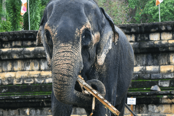 4Nights 5Days Sri Lanka Tour Package – Cultural Beauty & Tropical Bliss