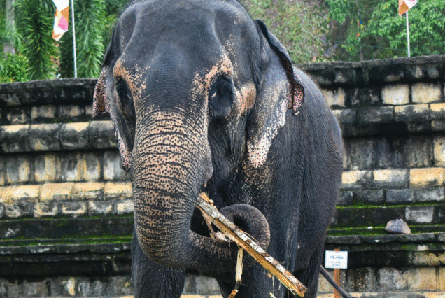 Sri Lanka Tour Package