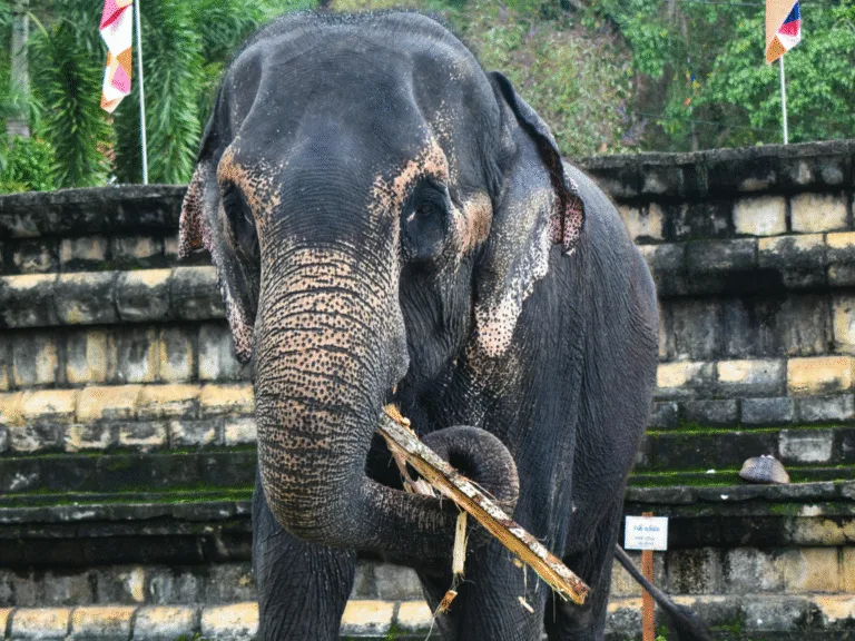 4Nights 5Days Sri Lanka Tour Package – Cultural Beauty & Tropical Bliss