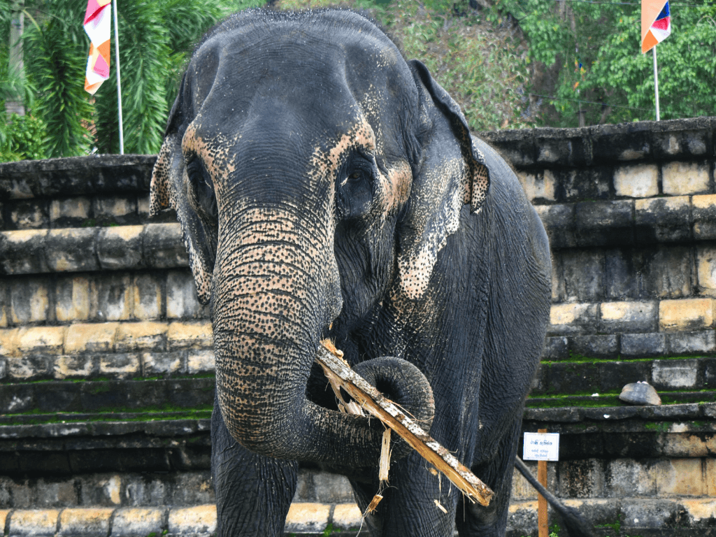 Sri Lanka Tour Package