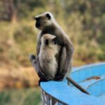 Banaras Wildlife Tour Explore the National Parks