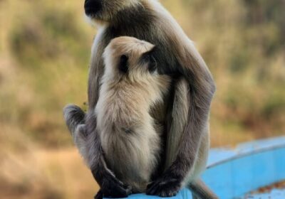 Best 10 Banaras Wildlife Tour Explore the National Parks