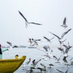 kartik purnima varanasi ghats 2025 | TripCosmos.co