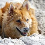 dog, animal, tip, shiba, pet, sand, bus, joy, beach life, friend, happiness