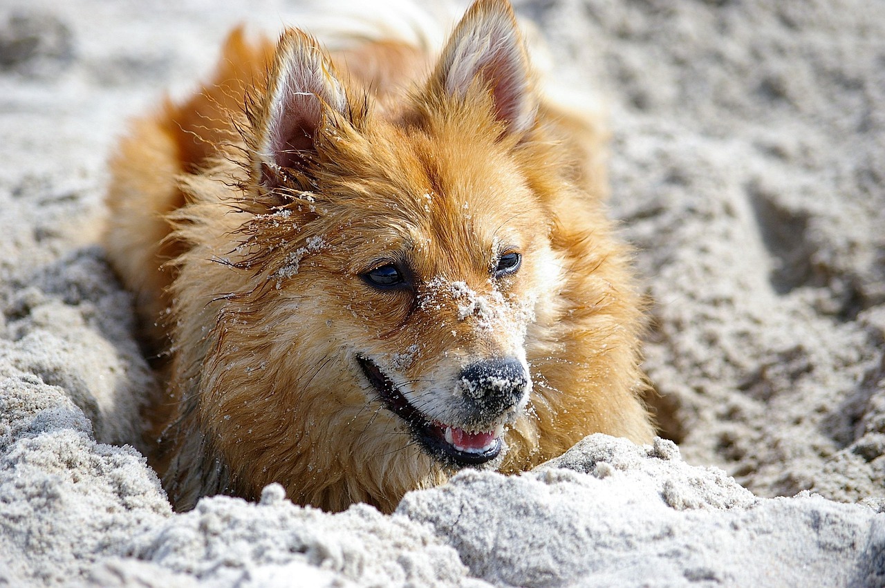 dog, animal, tip, shiba, pet, sand, bus, joy, beach life, friend, happiness