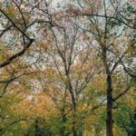 local transport ayodhya | TripCosmos.co