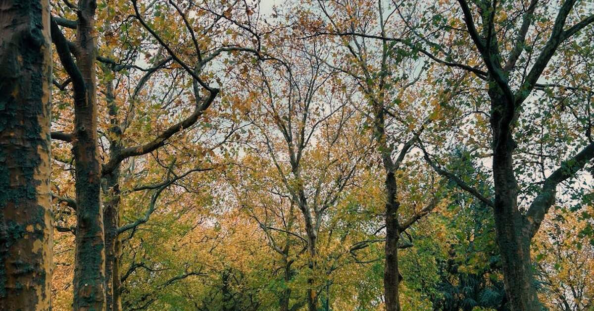 local transport ayodhya | TripCosmos.co