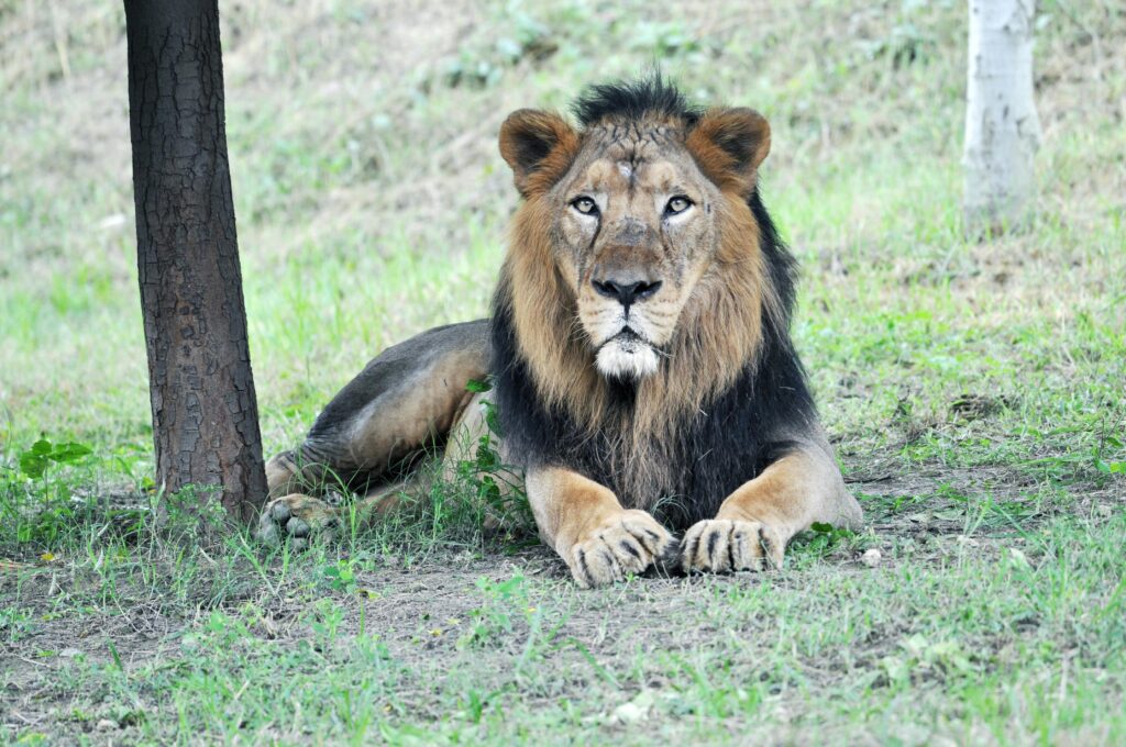 Wildlife Adventure in Uttar Pradesh