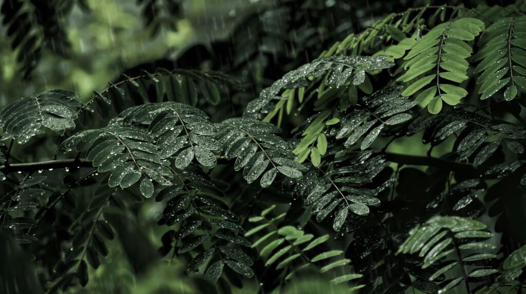Why People Feel Mentally Calm After Spending a Day in Varanasi