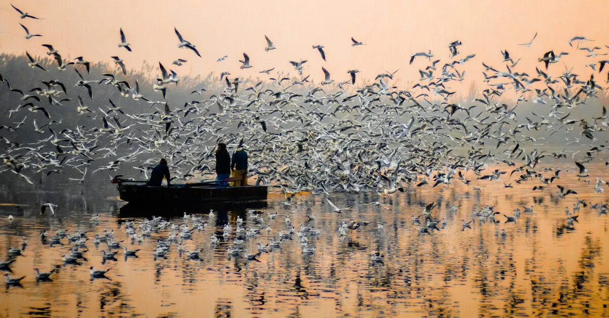 Sangam Boat Experience Guide