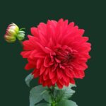Gwalior Ayodhya Tour Combo Price