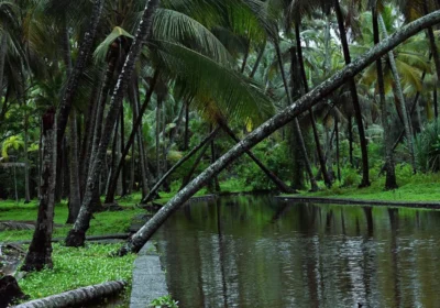 Kochi Honeymoon Package 2026 – Romantic Kerala Circuit for Couples