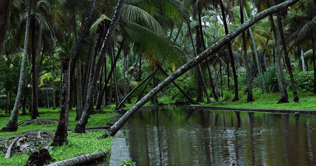 Kochi Honeymoon Package 2026 – Romantic Kerala Circuit for Couples