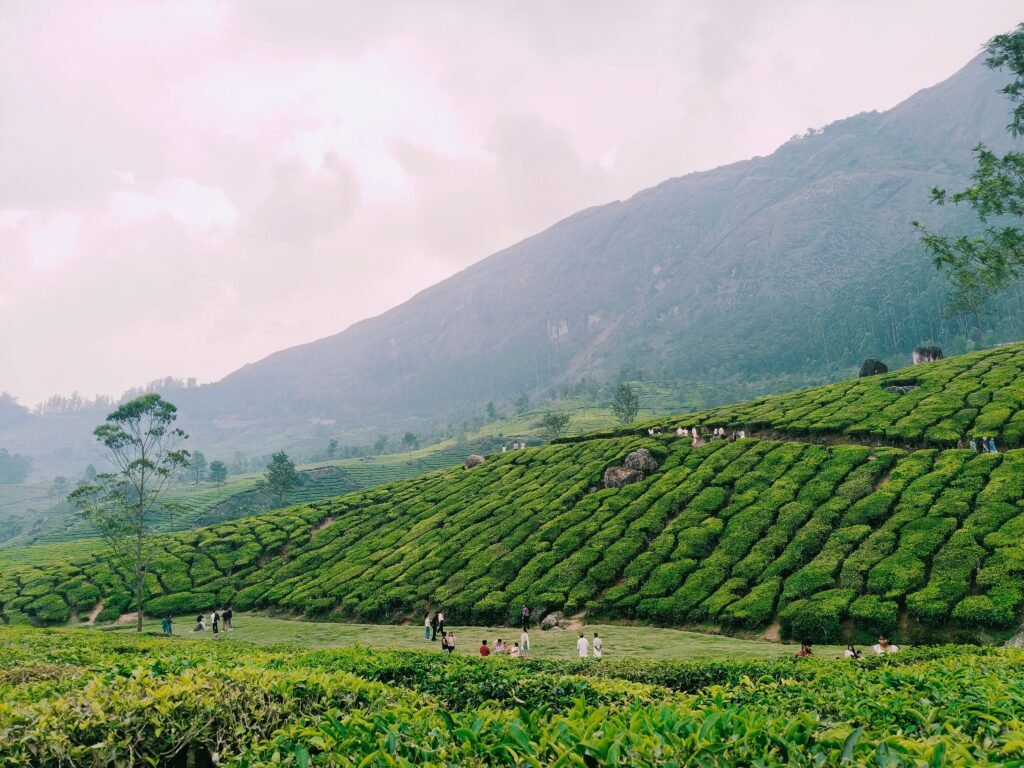 Munnar Group Tour Package