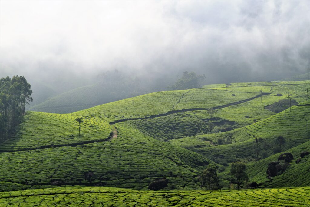 Munnar Family Tour Package