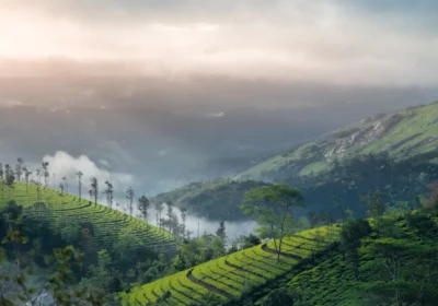 Munnar Group Tour Package 2026: Planning for a Larger Party Without the Usual Headaches