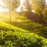 Munnar Senior Citizen Tour Package