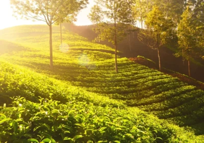 Munnar Senior Citizen Tour Package 2026: A Comfortable, Realistic Plan for Elderly Travellers