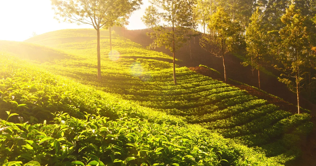 Munnar Senior Citizen Tour Package