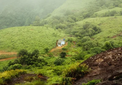 Wayanad Honeymoon Package 2026: A Different Kind of Kerala Romance